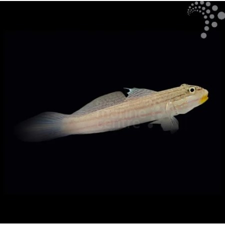 Crosshatch Goby