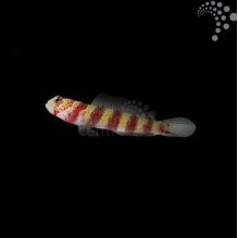 Red Banded Goby