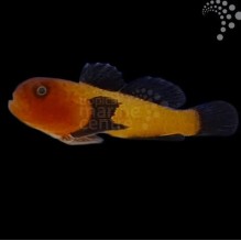 Panda Goby