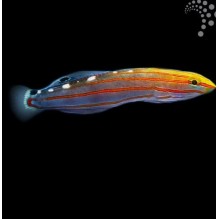Court Jester Goby