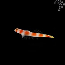 Suntail Goby