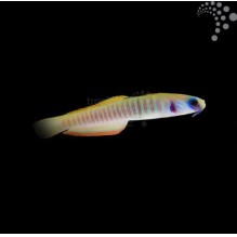 Shotsilk Goby