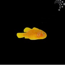 Saffron Goby