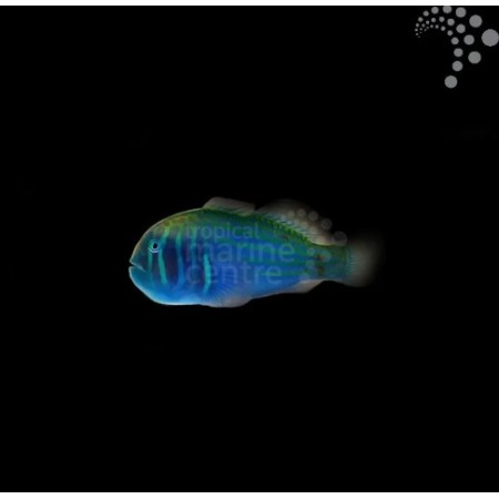 Green Goby Green Goby