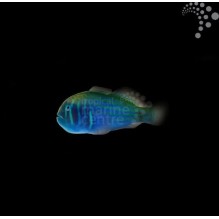 Green Goby