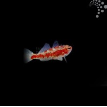 Firecracker Goby