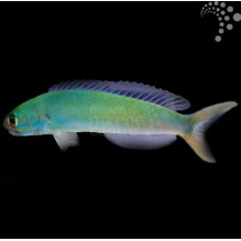 Flashing Tilefish