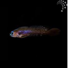 Razor Goby