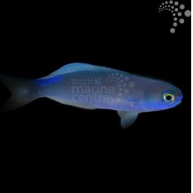 Blue Tilefish