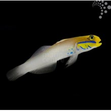Blue Cheek Goby