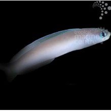 Silver Tilefish