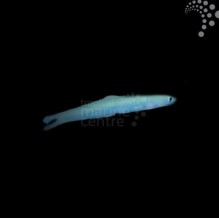 Blue Gudgeon