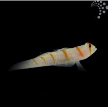 Tangerine Line Goby