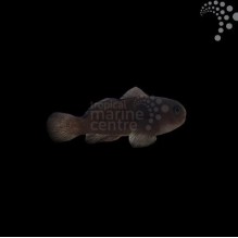 Midnight Coral Goby