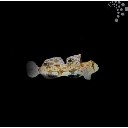 Eye Spot Goby