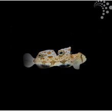 Eye Spot Goby