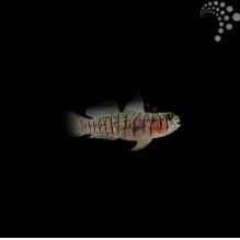 Nano Zebra Goby