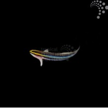 Sharknose Neon Goby
