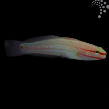Pinkline Goby