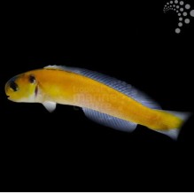 Sulphur Tilefish