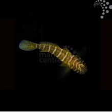 Green Zebra Goby