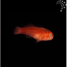Red Coral Goby