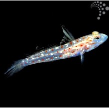 Hi Fin Spangle Goby