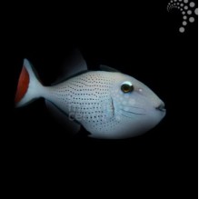 Caribbean Redtail Trigger