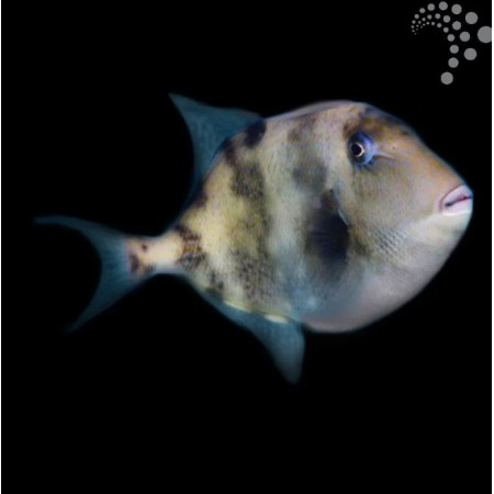 Caribbean Grey Trigger