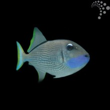 Blue Throat Trigger