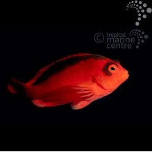 Scarlet Hawkfish