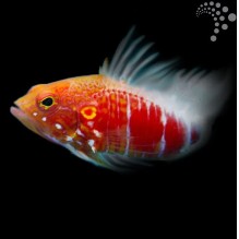 Pelicier Hawkfish