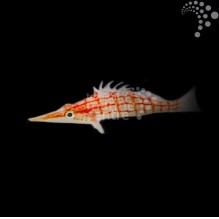 Longnose Hawkfish