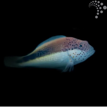 Freckled Hawkfish Freckled Hawkfish