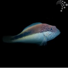 Freckled Hawkfish
