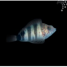 Caribbean Hawkfish