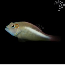 Arc Eye Hawkfish