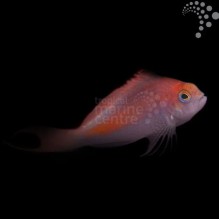 Swallowtail Hawkfish