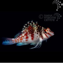 Red Spotted Hawkfish