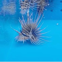 Radiata Lionfish