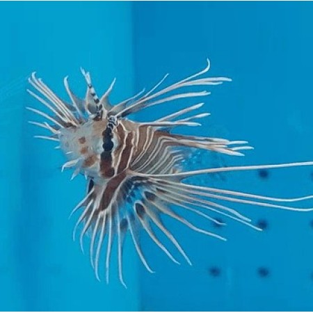 Antennata Lionfish Antennata Lionfish