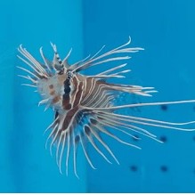 Antennata Lionfish
