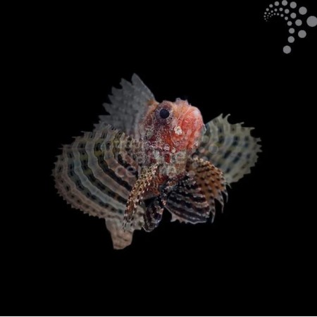Fuzzy Dwarf Lionfish Fuzzy Dwarf Lionfish