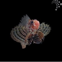 Fuzzy Dwarf Lionfish
