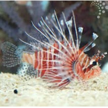 Miles Lionfish
