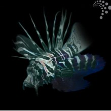 Blue Foot Lionfish