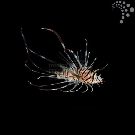 Volitans Lionfish