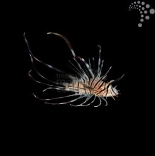 Volitans Lionfish