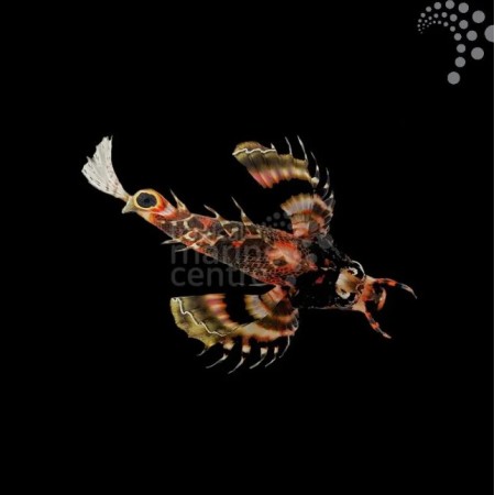 Fumanchu Lionfish Fumanchu Lionfish
