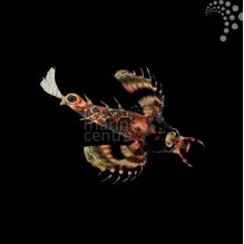 Fumanchu Lionfish